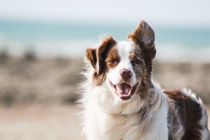 Happy dog being cared for